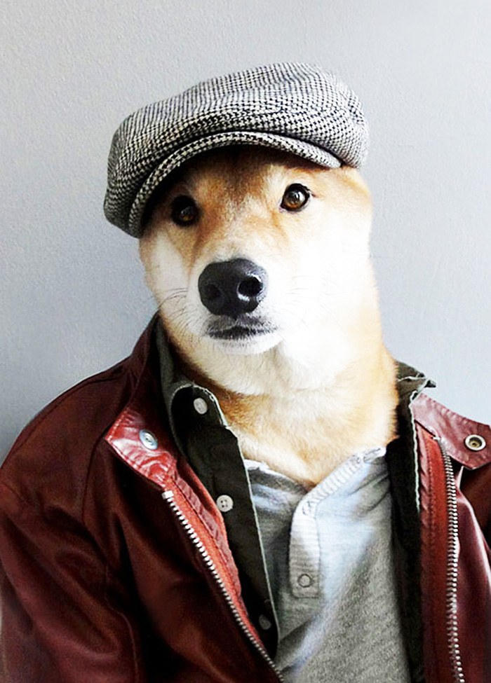 O Cão Mais Elegante Da Internet! Mensweardog