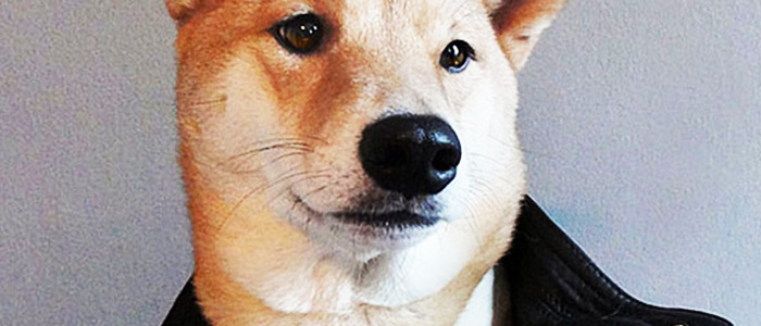 O Cão Mais Elegante Da Internet! Mensweardog