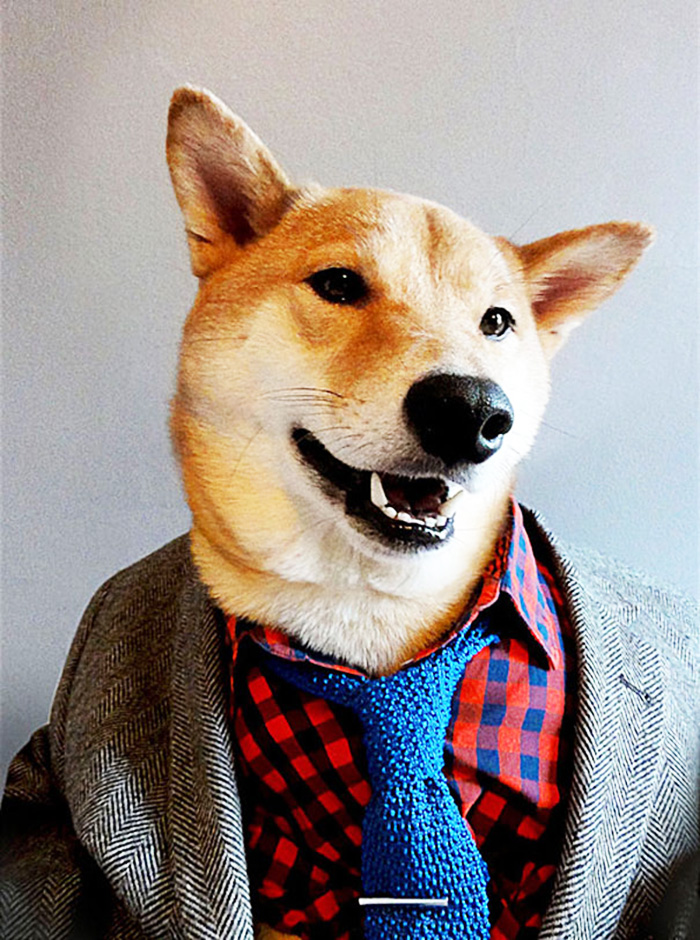 O Cão Mais Elegante Da Internet! Mensweardog