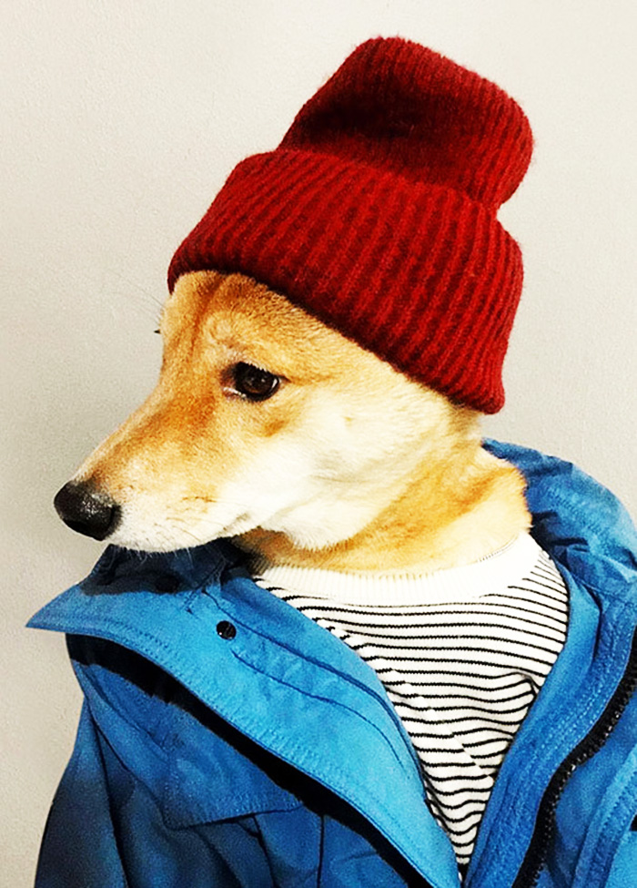 O Cão Mais Elegante Da Internet! Mensweardog