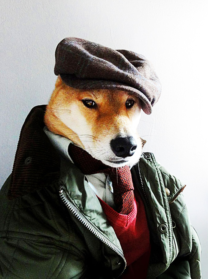 O Cão Mais Elegante Da Internet! Mensweardog