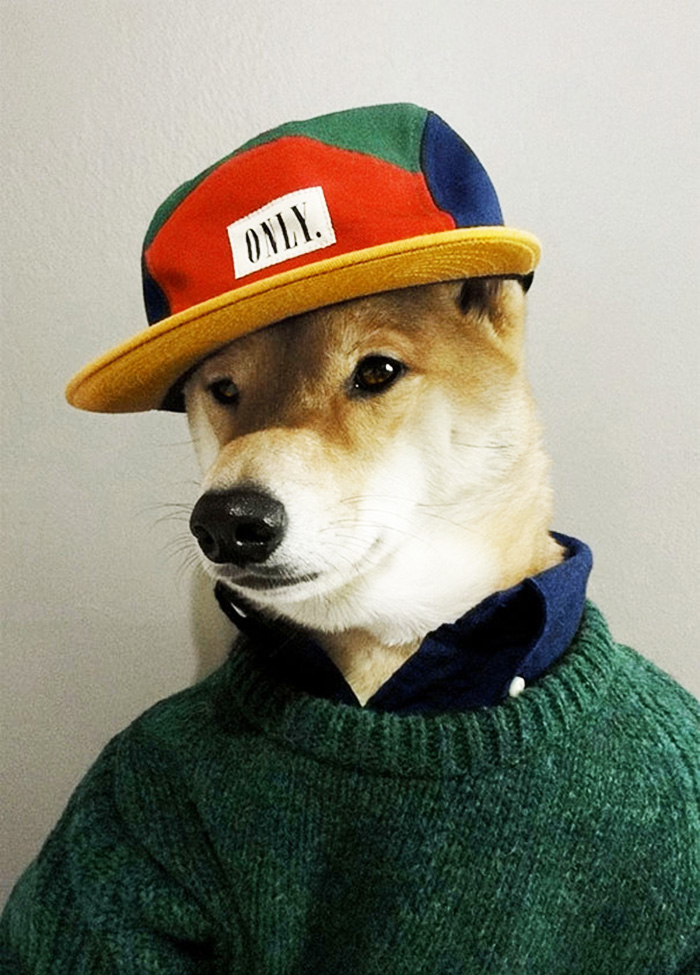 O Cão Mais Elegante Da Internet! Mensweardog